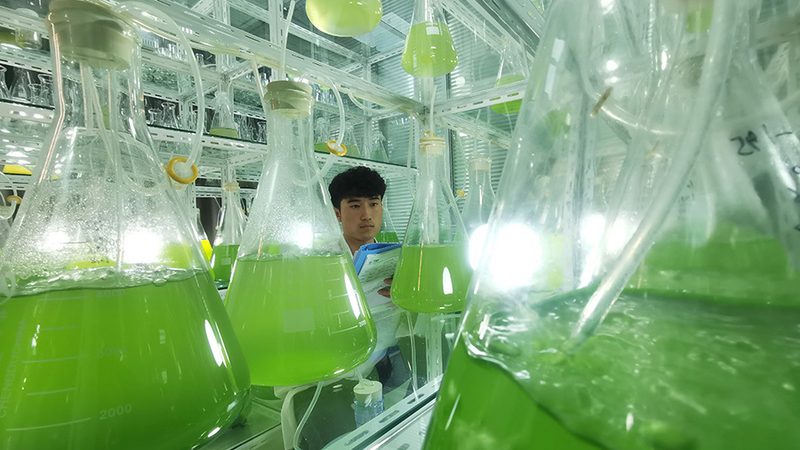 生物药CDMO公司：揭秘其优缺点与行业应用